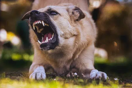 A barking dog