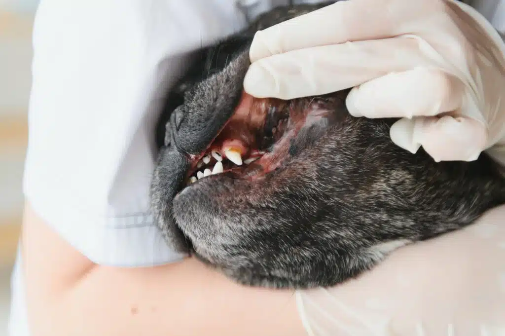 Veterinarian woman examines the dog and pet her. Animal healthcare hospital with professional pet help