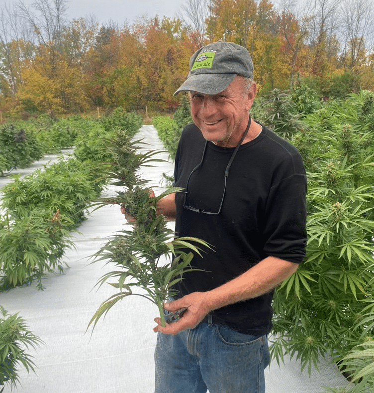Man inspecting hemp plants in an outdoor field