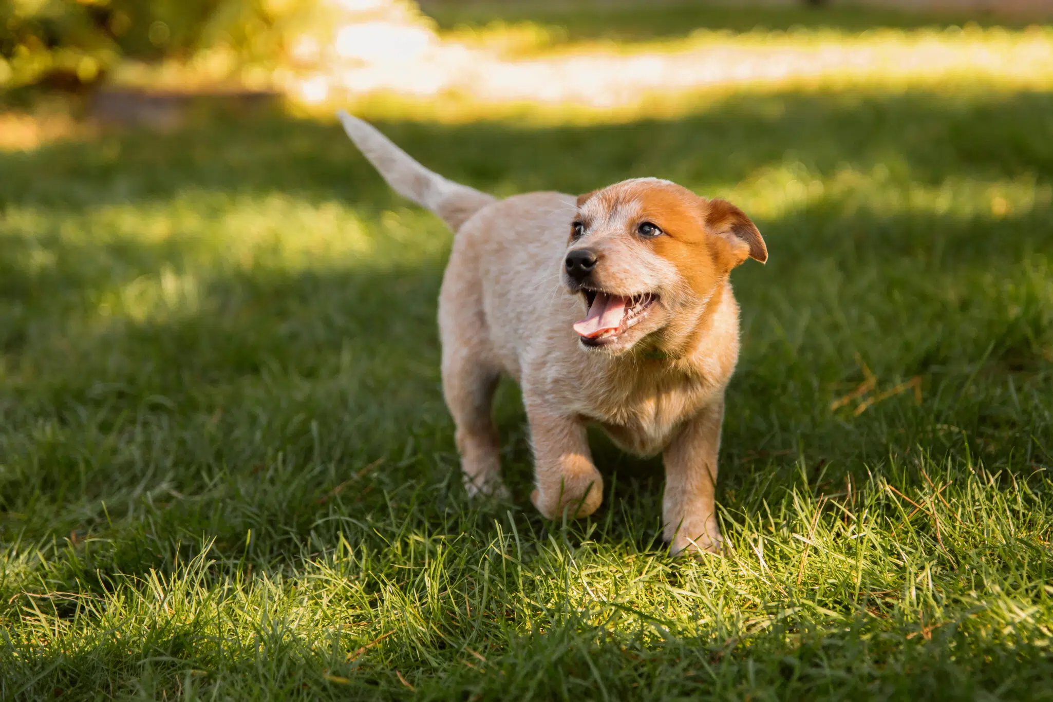 A light brown puppy with red ears joyfully bounds across a lush green lawn, its tail wagging. The puppy's mouth is open, seemingly panting with excitement as it explores the sunny outdoor setting.