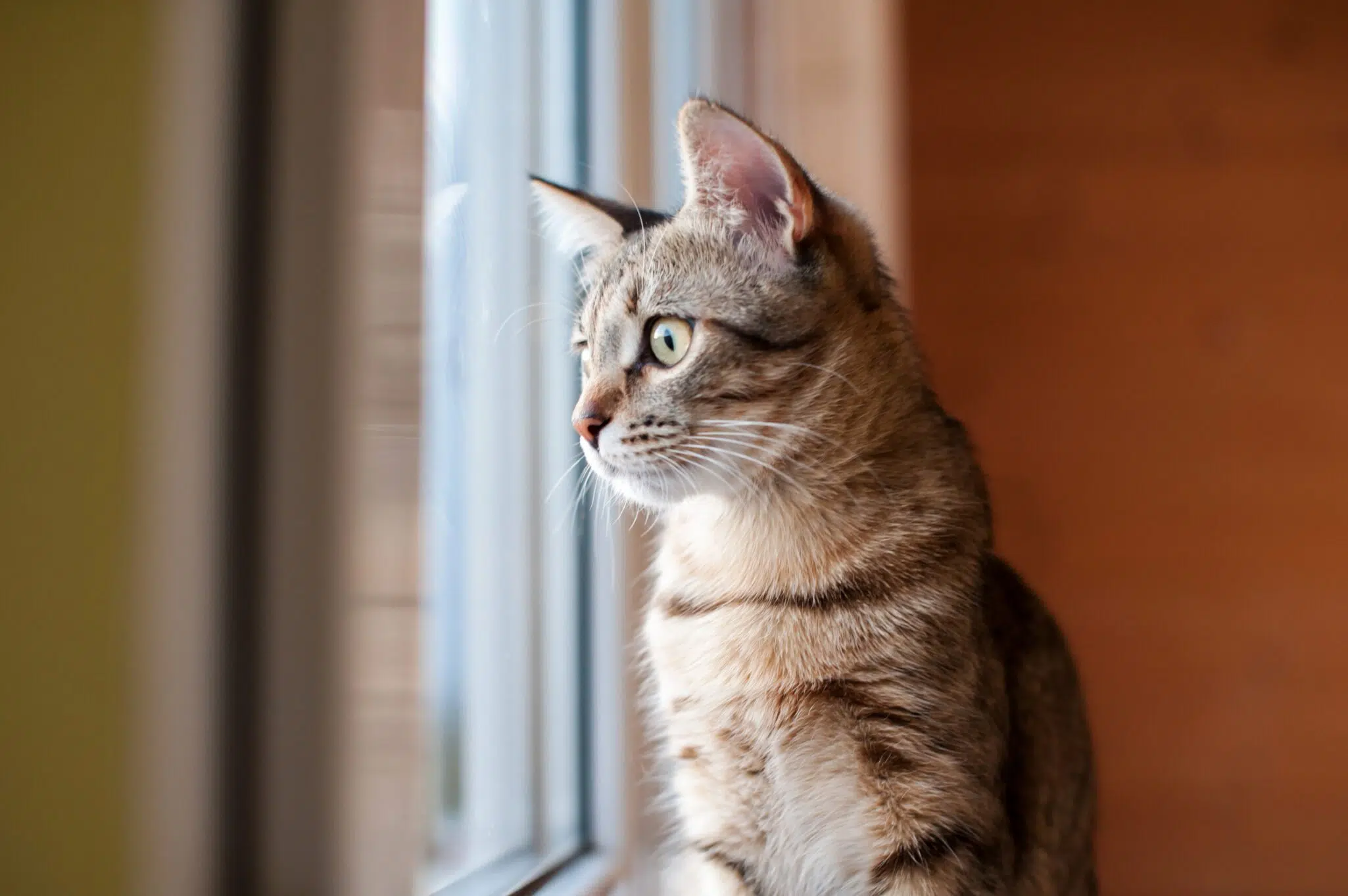 A tabby cat sits next to a window, looking out at the world outside. The cat is brown and grey with white whiskers and green eyes.