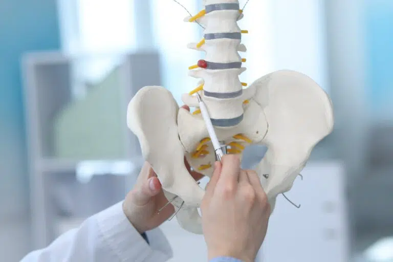 Doctor demonstrating human spine and pelvis model in clinic, closeup